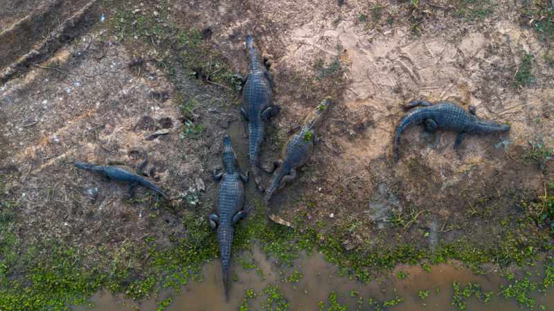 Pantanal Fauna