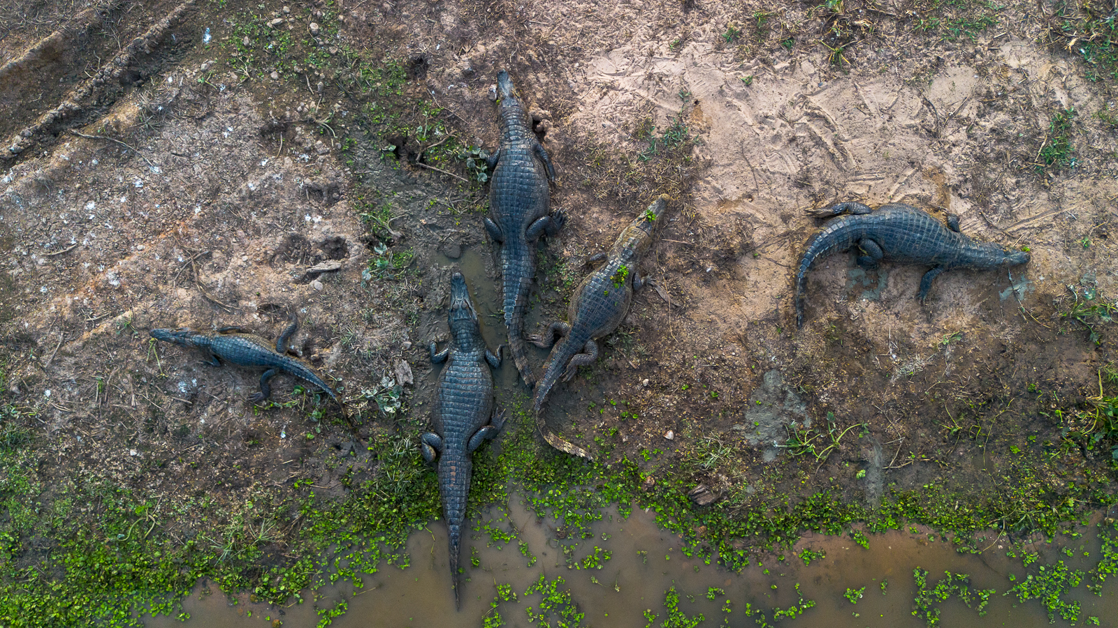 Pantanal Fauna