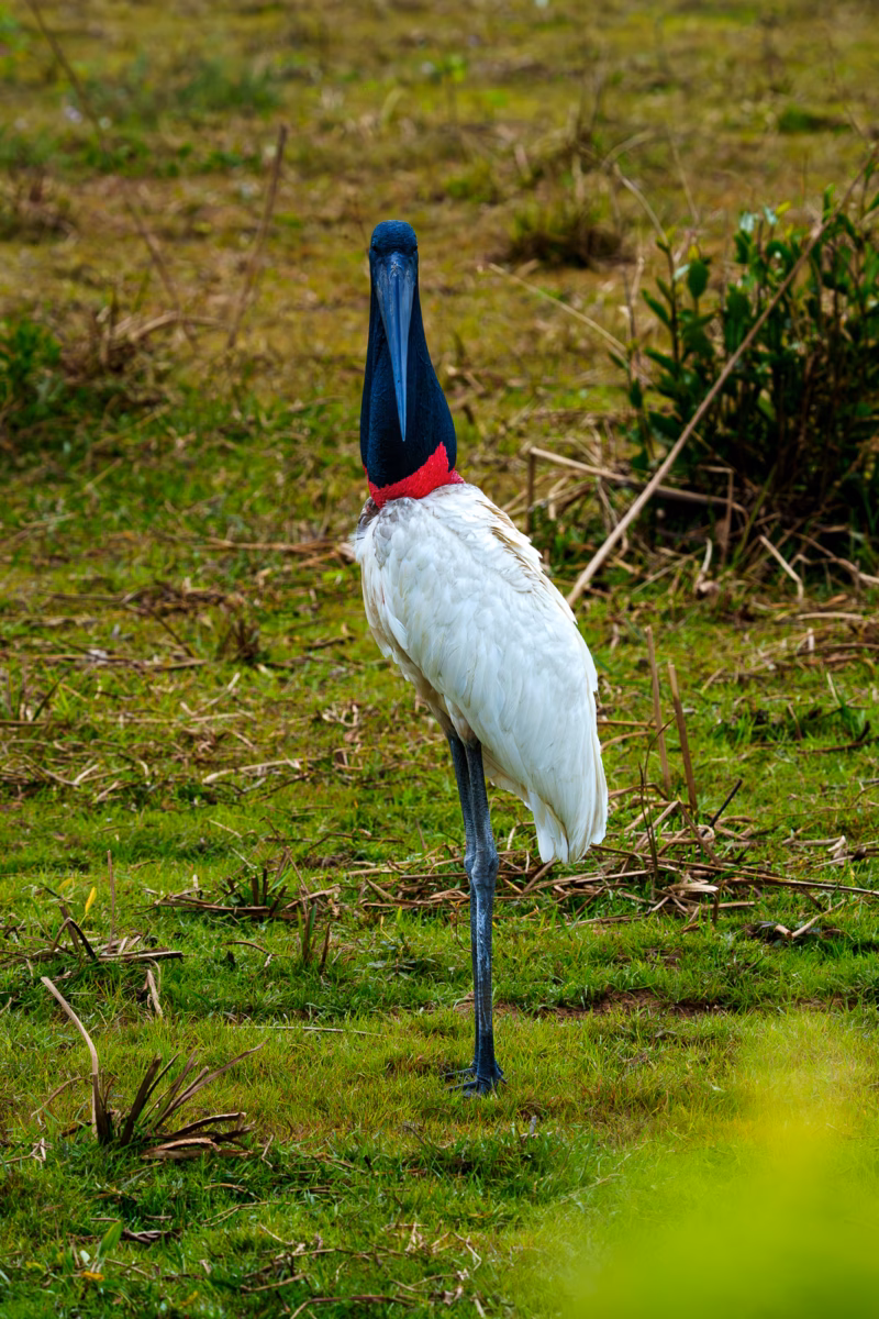 Birds of Pantanal – 2025