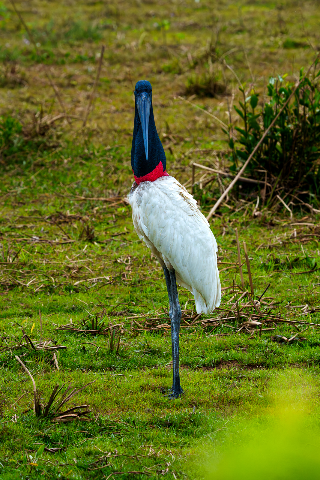 Birds of Pantanal – 2025