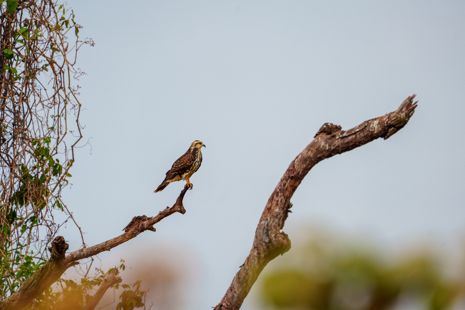 Birds of Pantanal – 2025