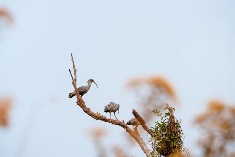 Birds of Pantanal – 2025