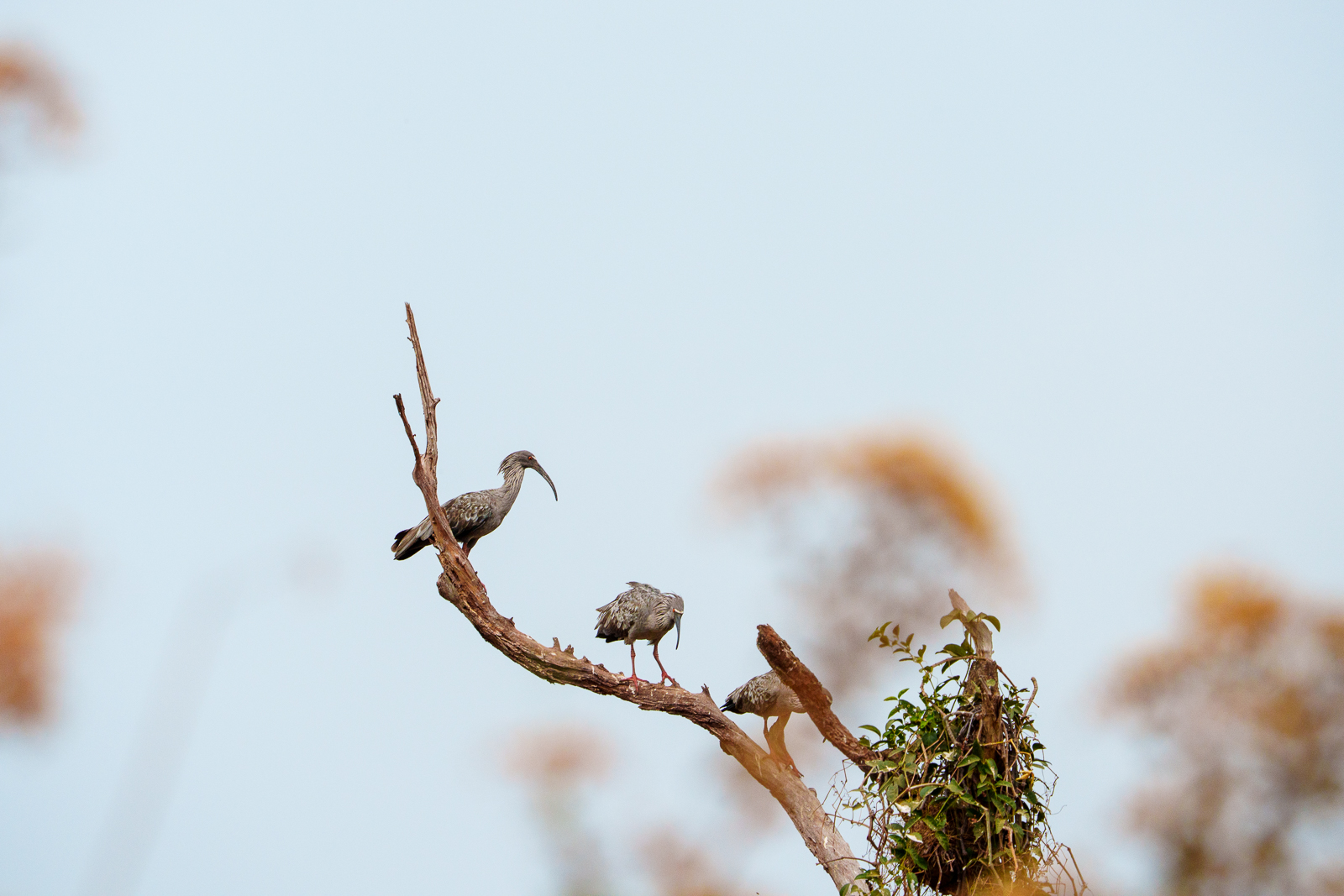 Birds of Pantanal – 2025