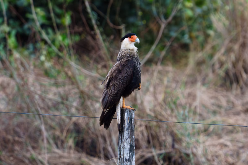 Birds of Pantanal – 2025