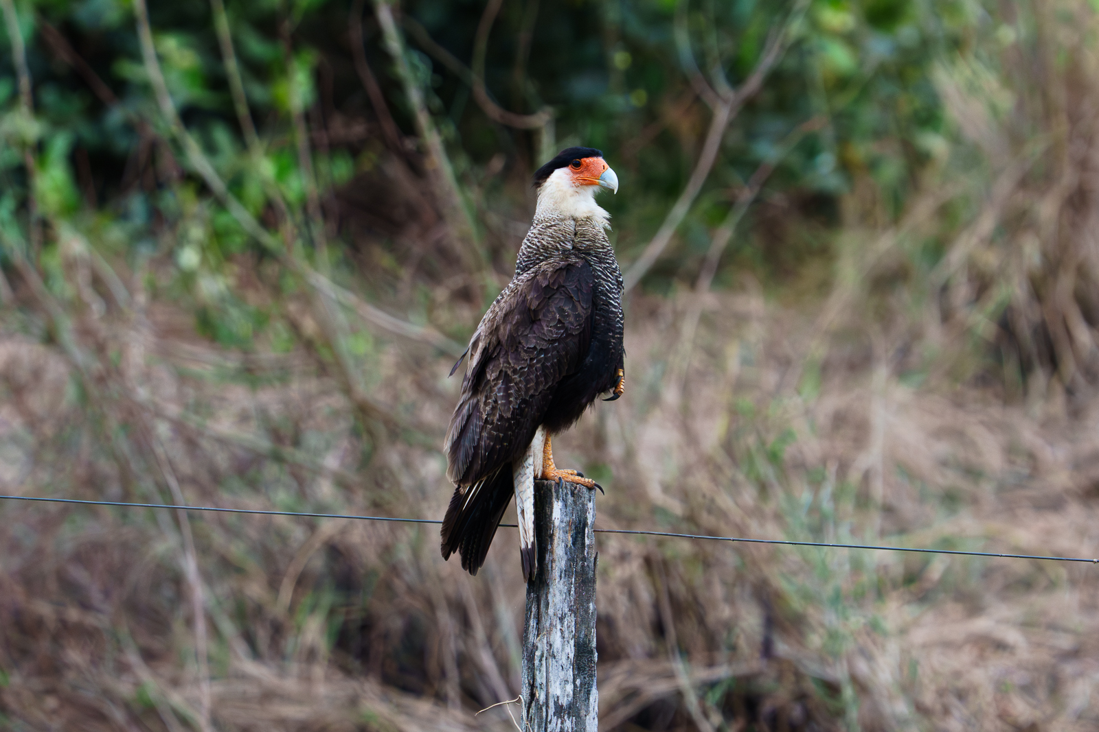 Birds of Pantanal – 2025