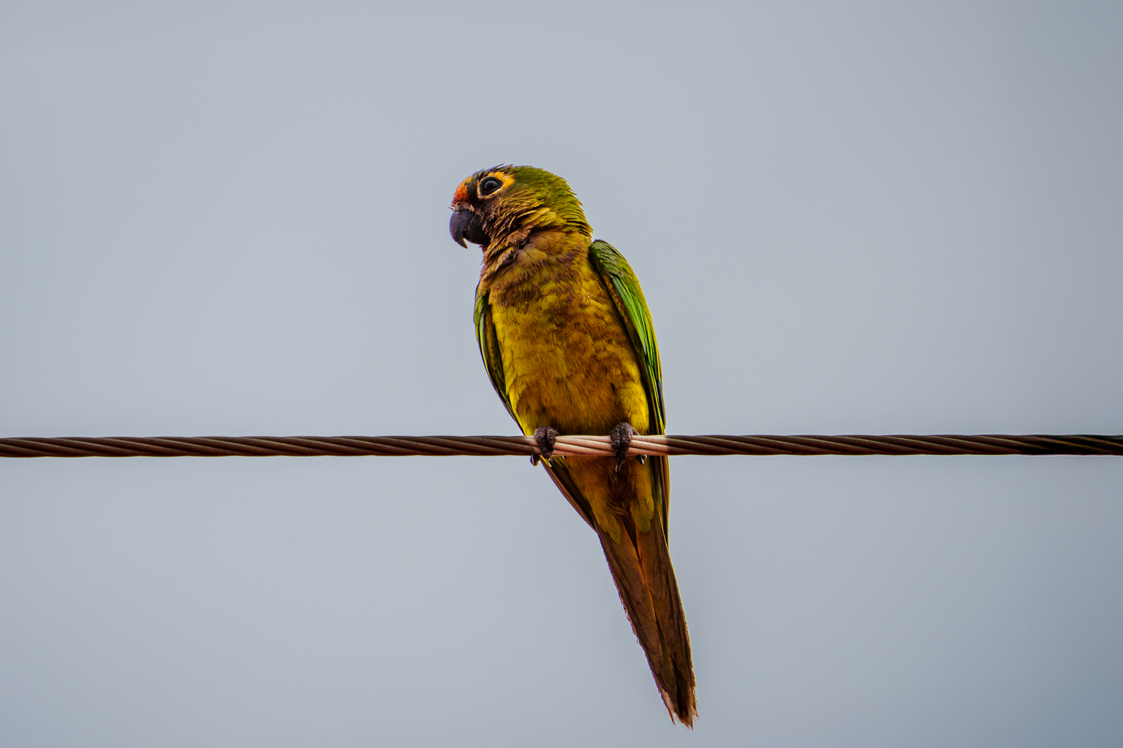 Birds of Pantanal – 2025