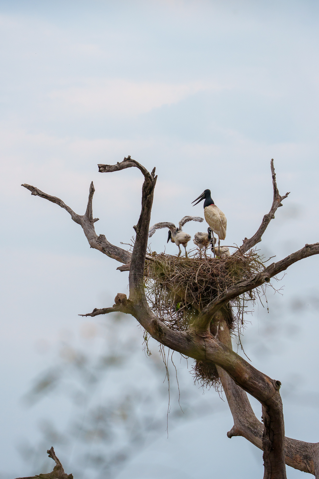 Birds of Pantanal – 2025