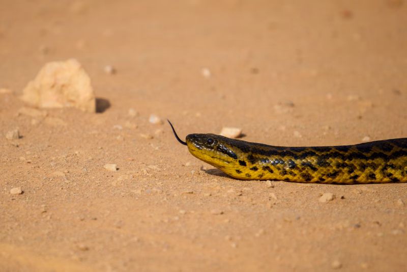 Pantanal Fauna