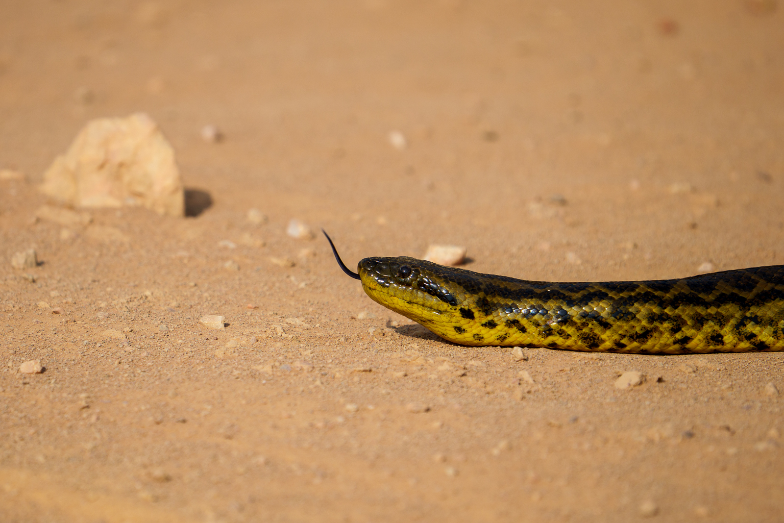 Pantanal Fauna