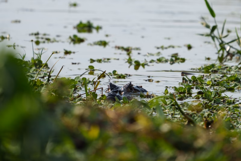 Pantanal Fauna