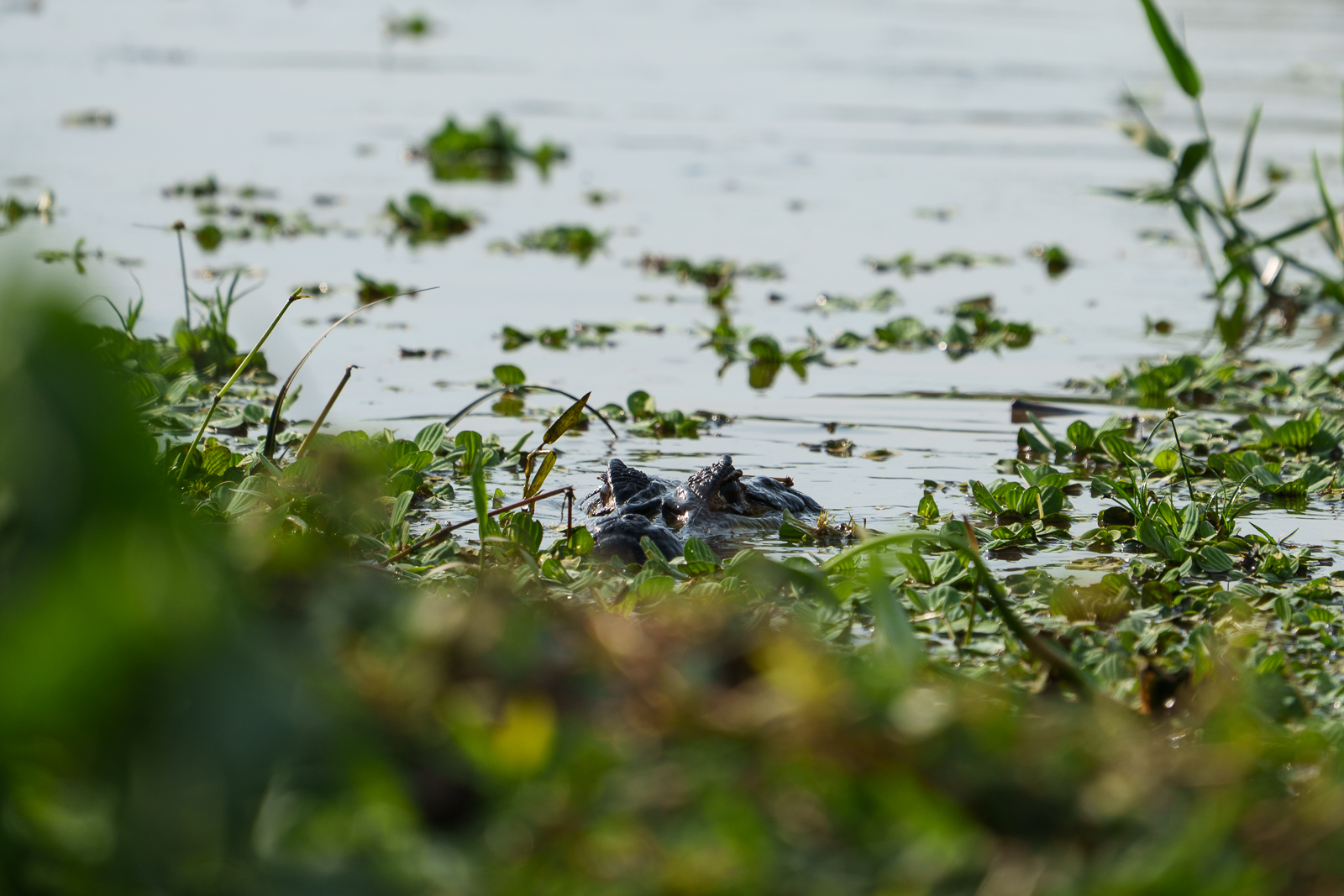 Pantanal Fauna