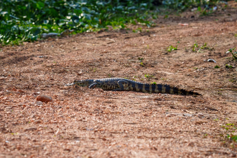Pantanal Fauna