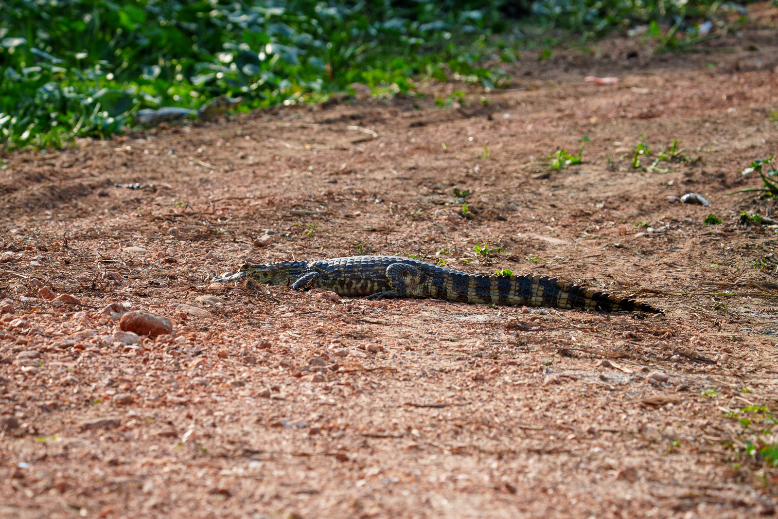 Pantanal Fauna