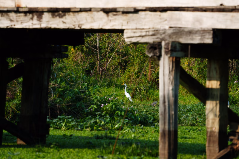 Birds of Pantanal – 2025
