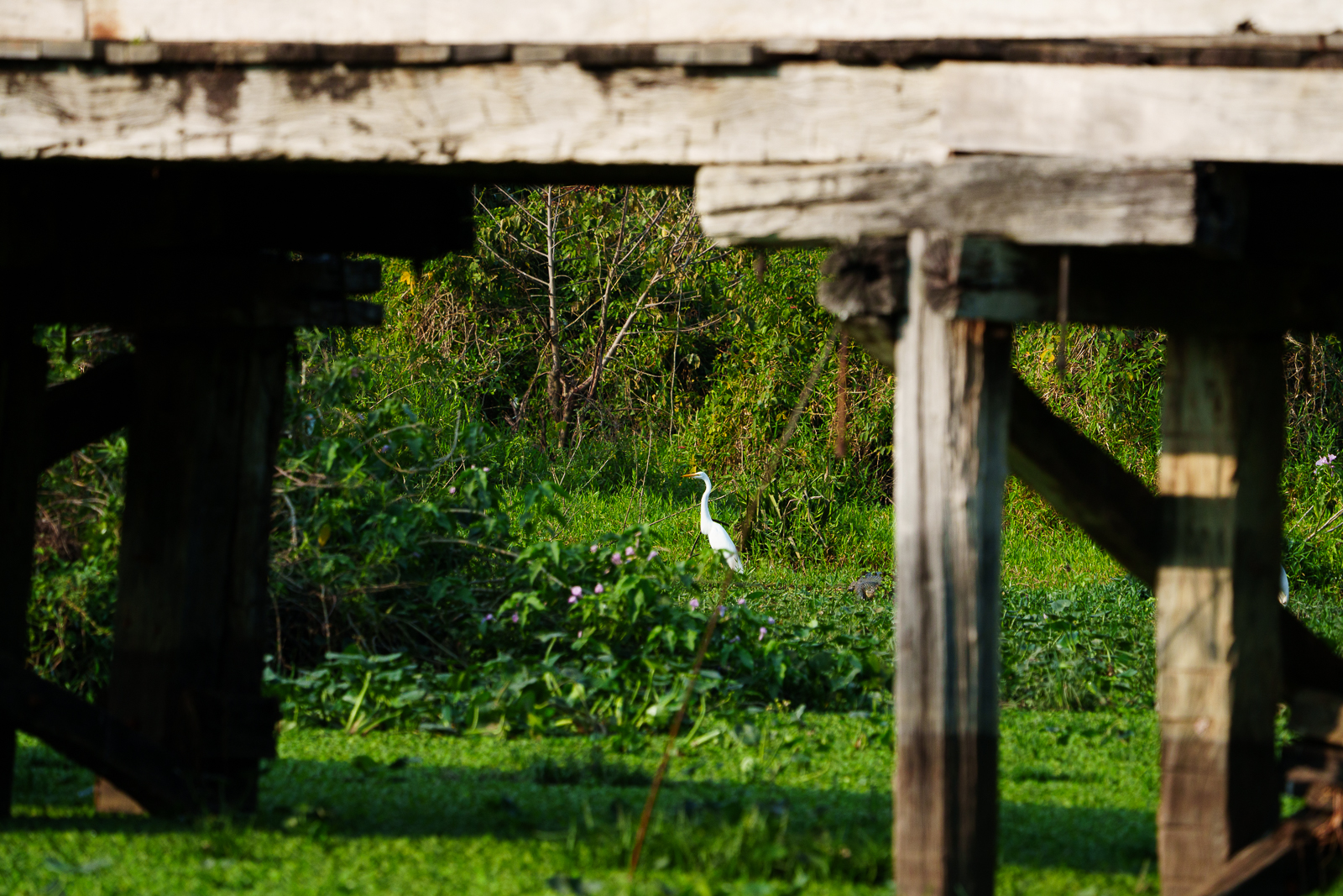 Birds of Pantanal – 2025