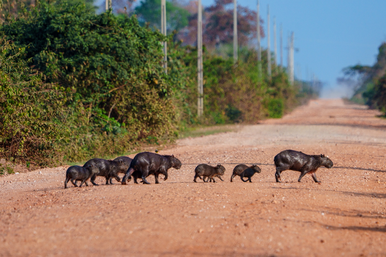 Pantanal Fauna