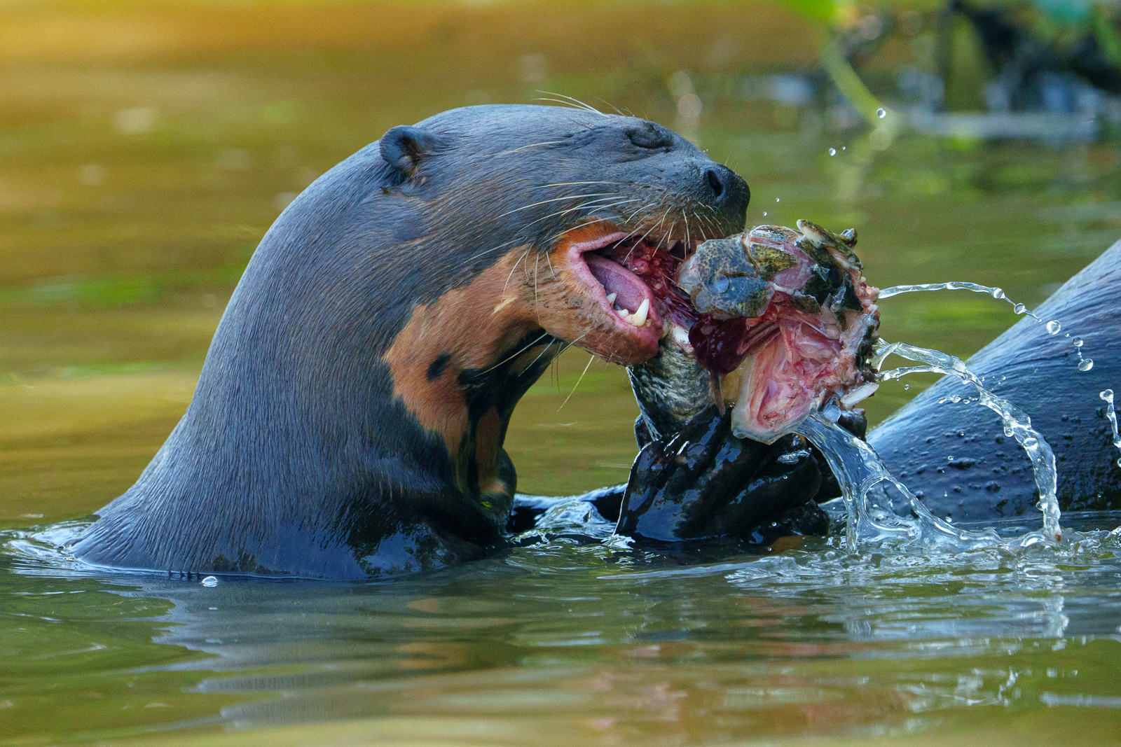 Pantanal Fauna