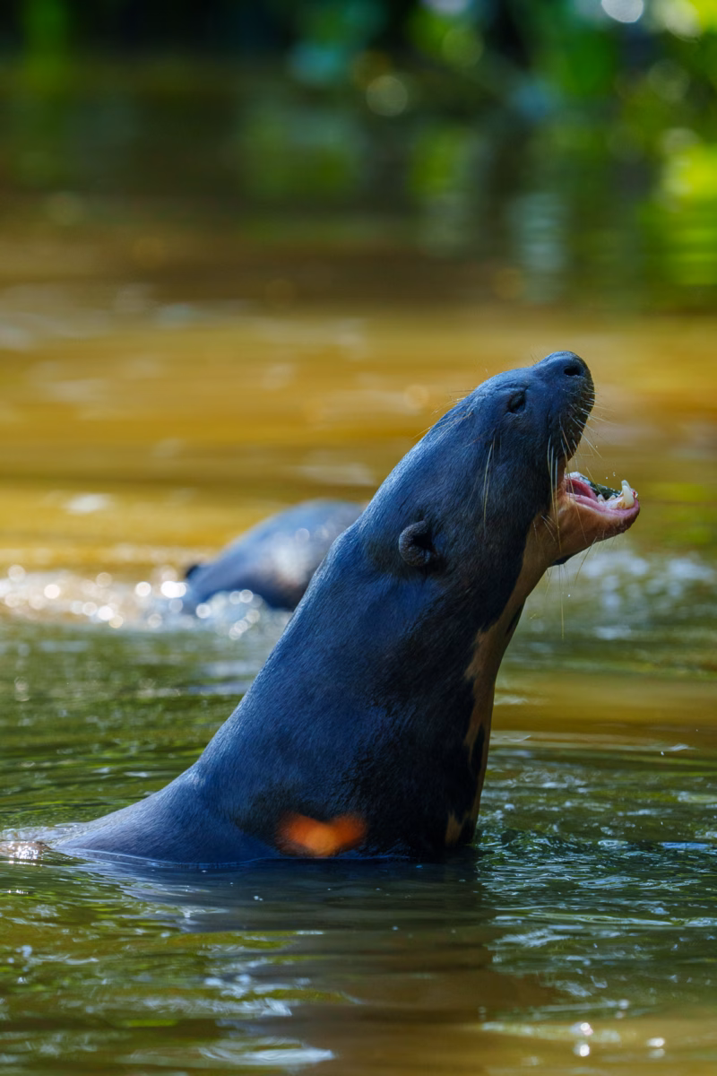 Pantanal Fauna