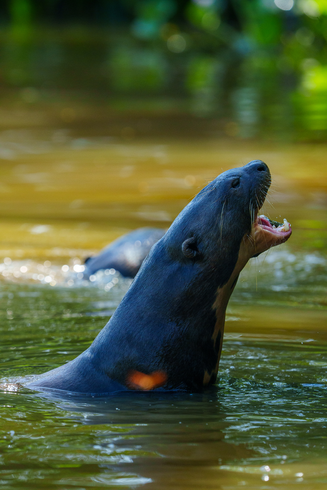 Pantanal Fauna
