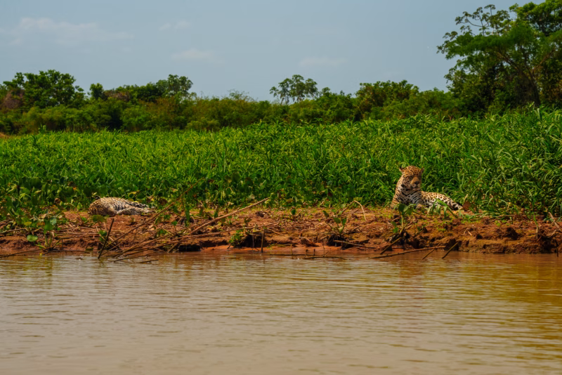 Pantanal Jaguars