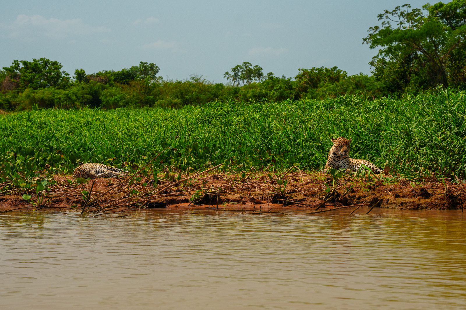 Pantanal Jaguars