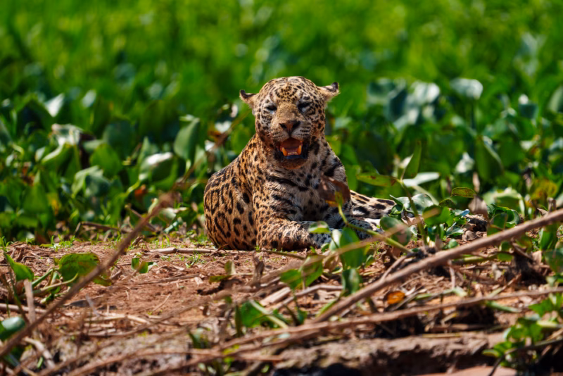 Pantanal Jaguars