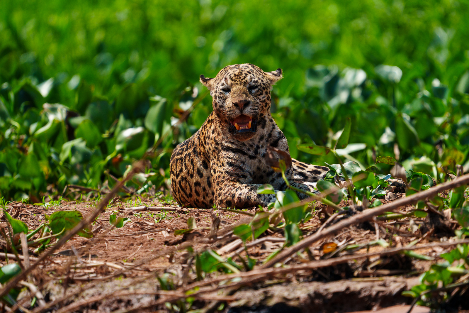 Pantanal Jaguars