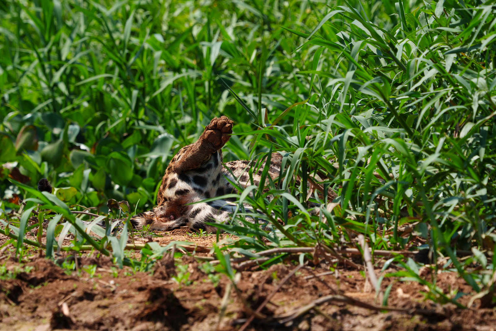 Pantanal Jaguars