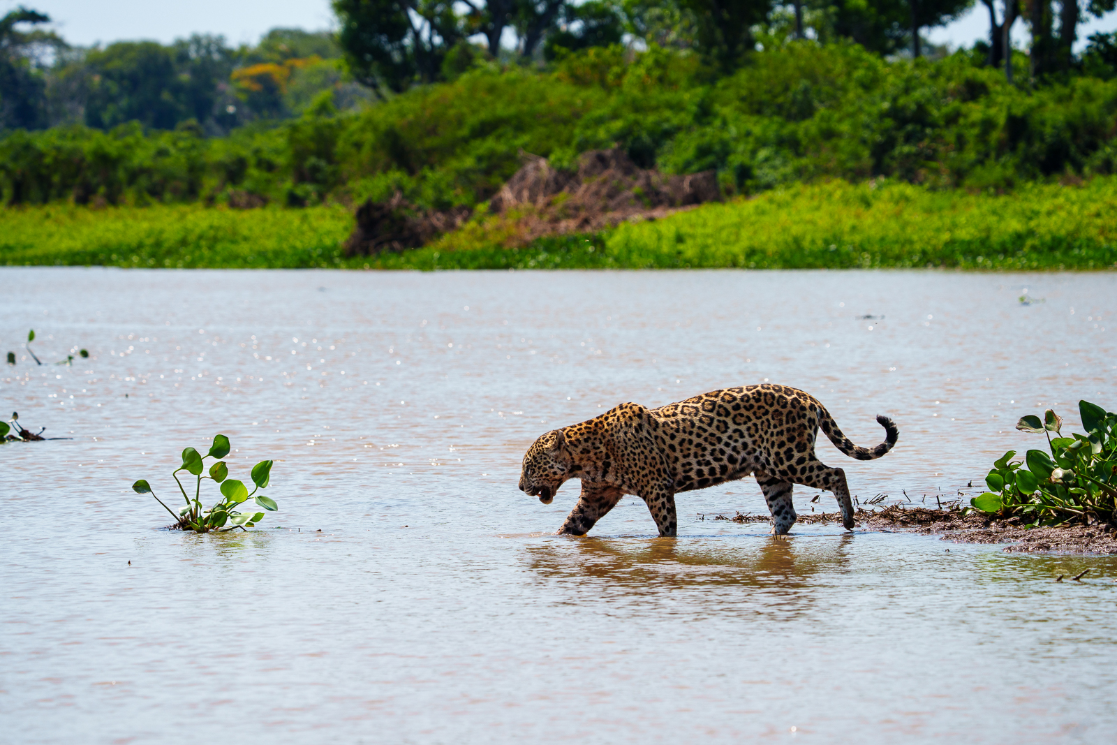 Pantanal Jaguars