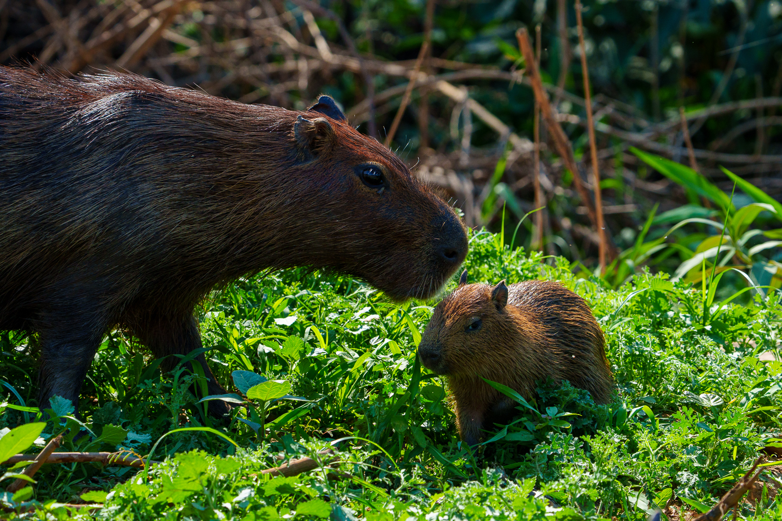 Pantanal Fauna