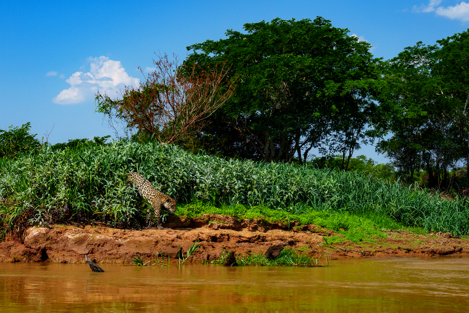 Pantanal Jaguars