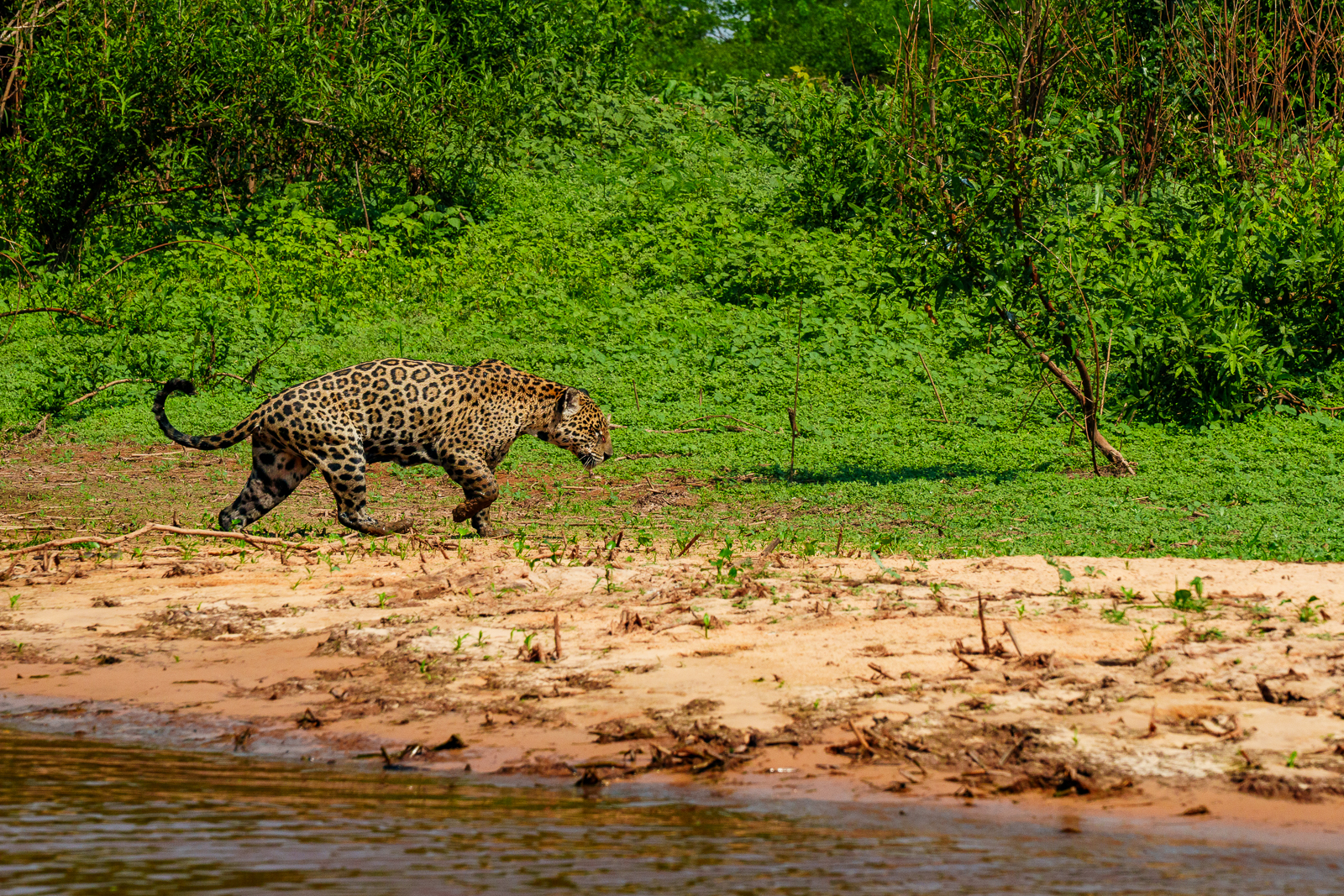 Pantanal Jaguars