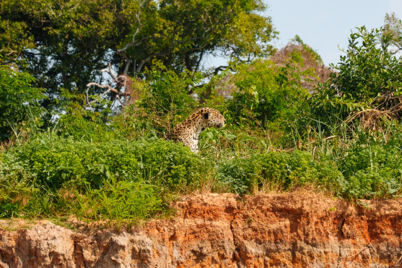 Pantanal Jaguars