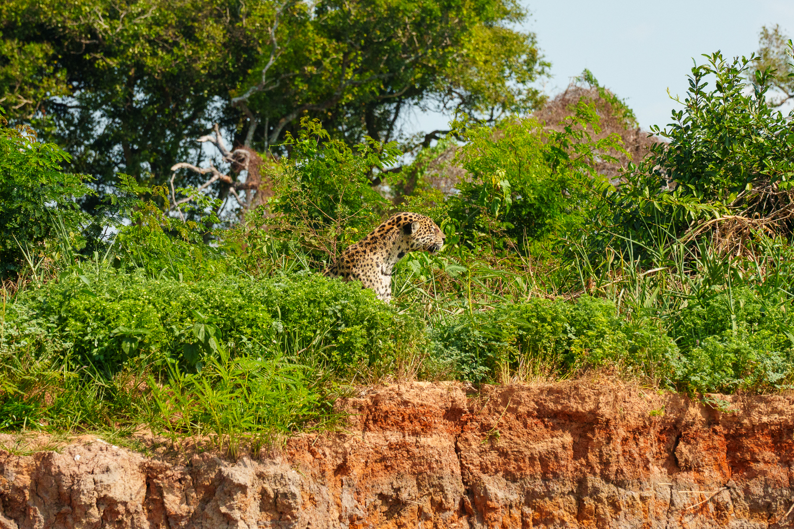 Pantanal Jaguars