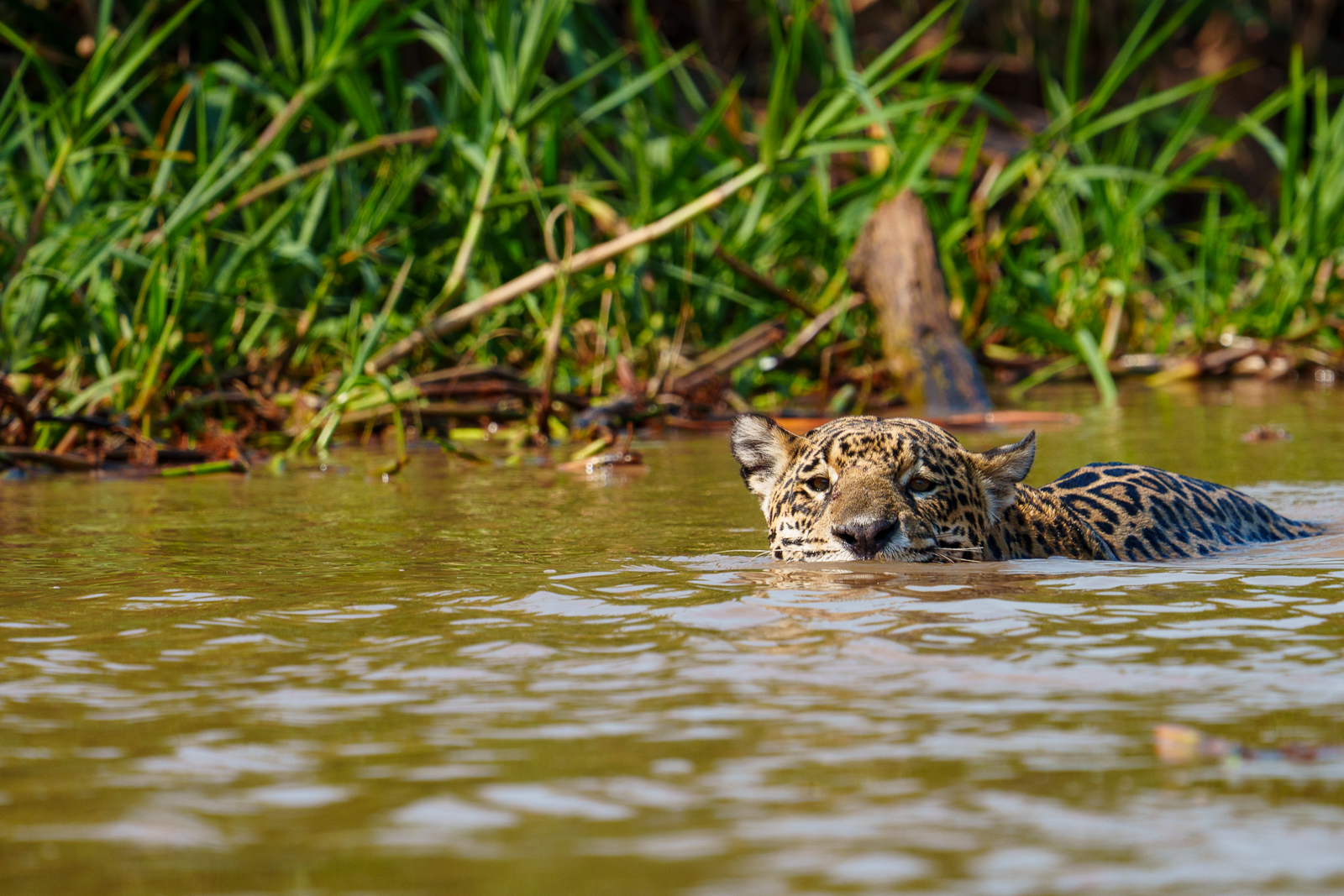 Pantanal Jaguars