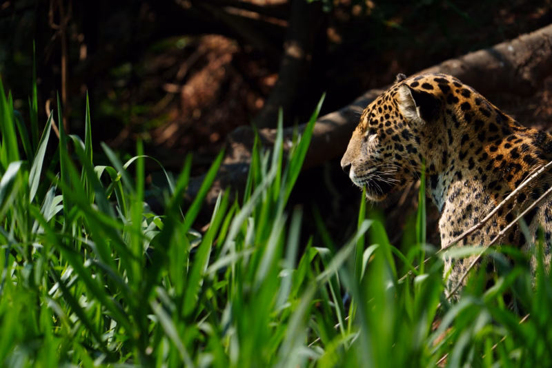 Pantanal Jaguars