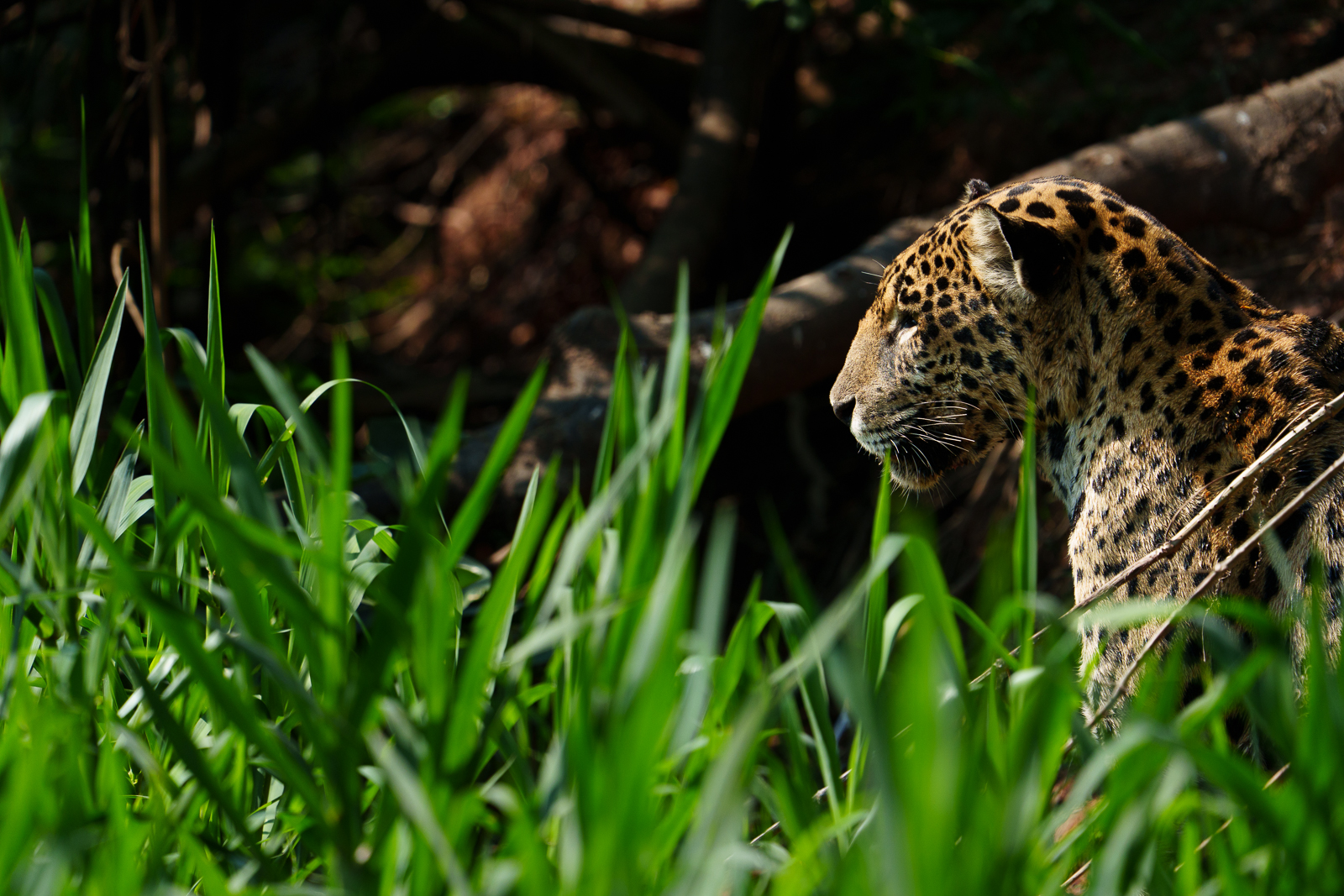 Pantanal Jaguars