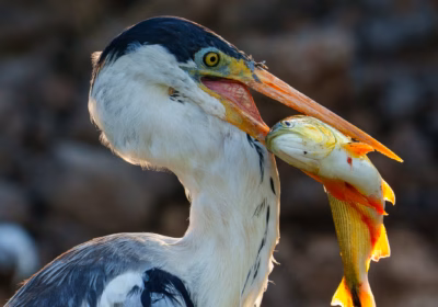 Birds of Pantanal – 2025