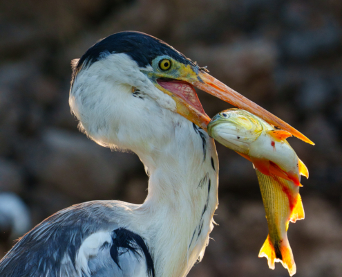 Birds of Pantanal – 2025