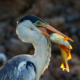Birds of Pantanal – 2025