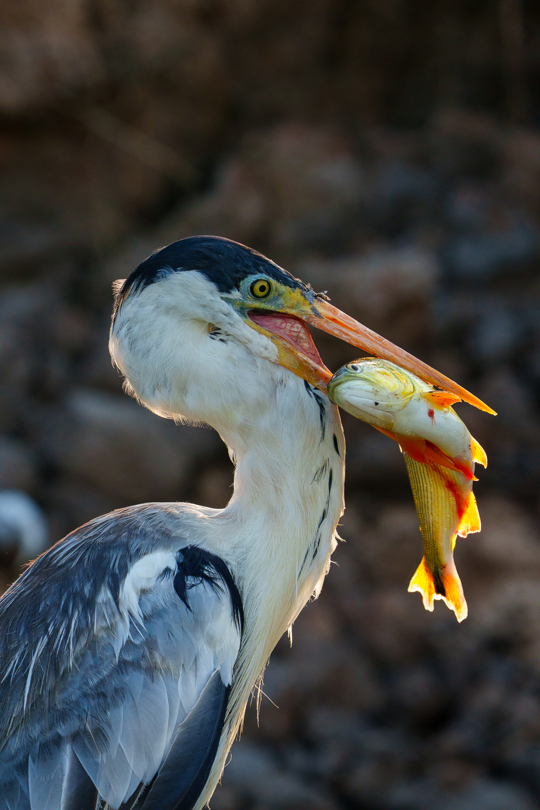 Birds of Pantanal – 2025
