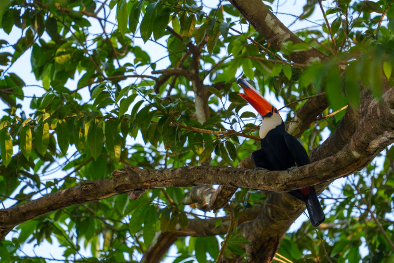 Birds of Pantanal – 2025
