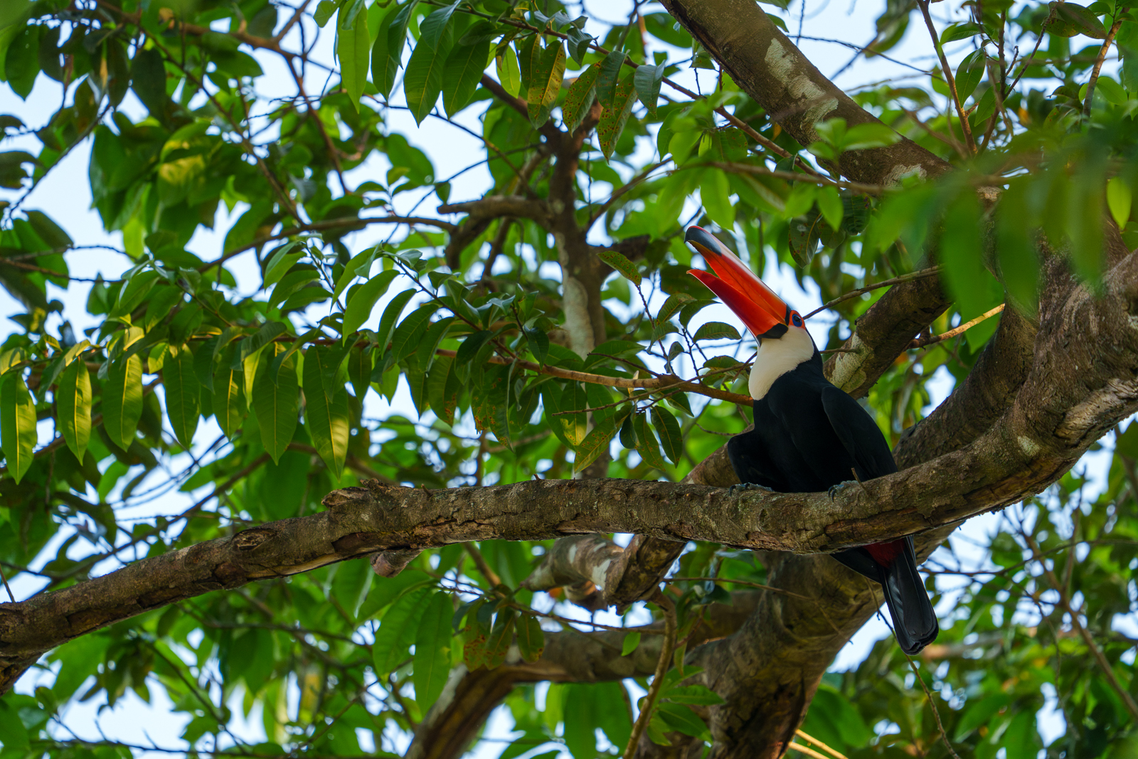 Birds of Pantanal – 2025