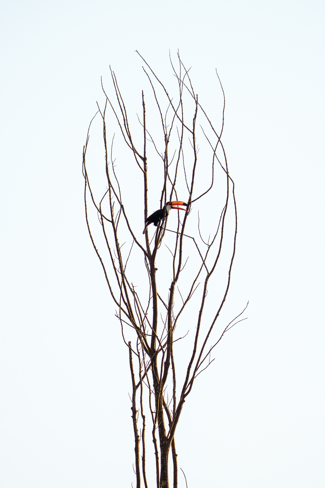 Birds of Pantanal – 2025
