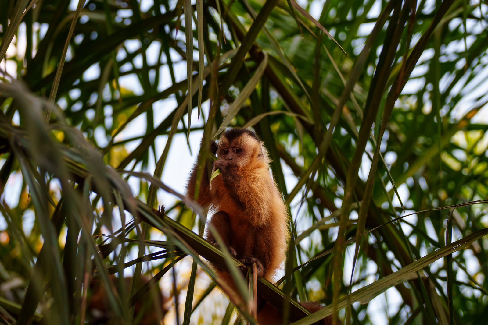 Pantanal Fauna