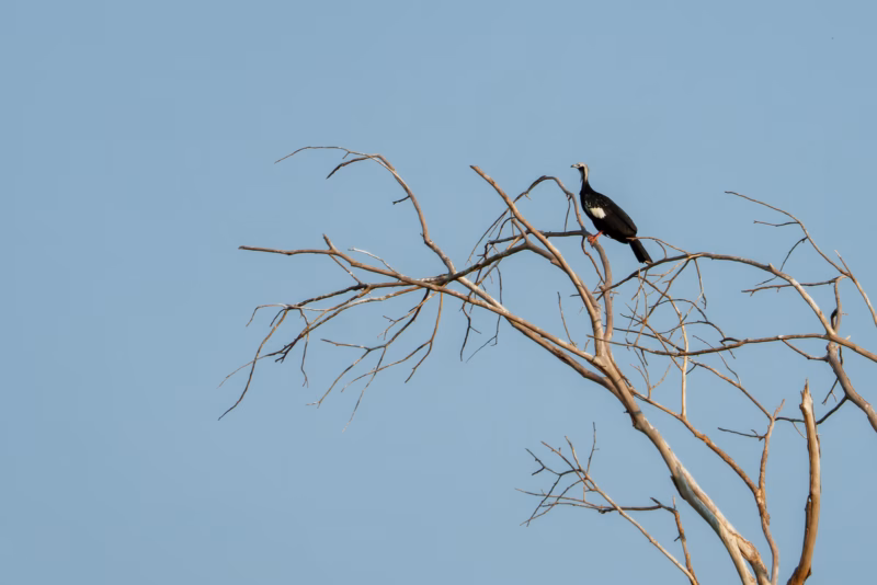 Birds of Pantanal – 2025