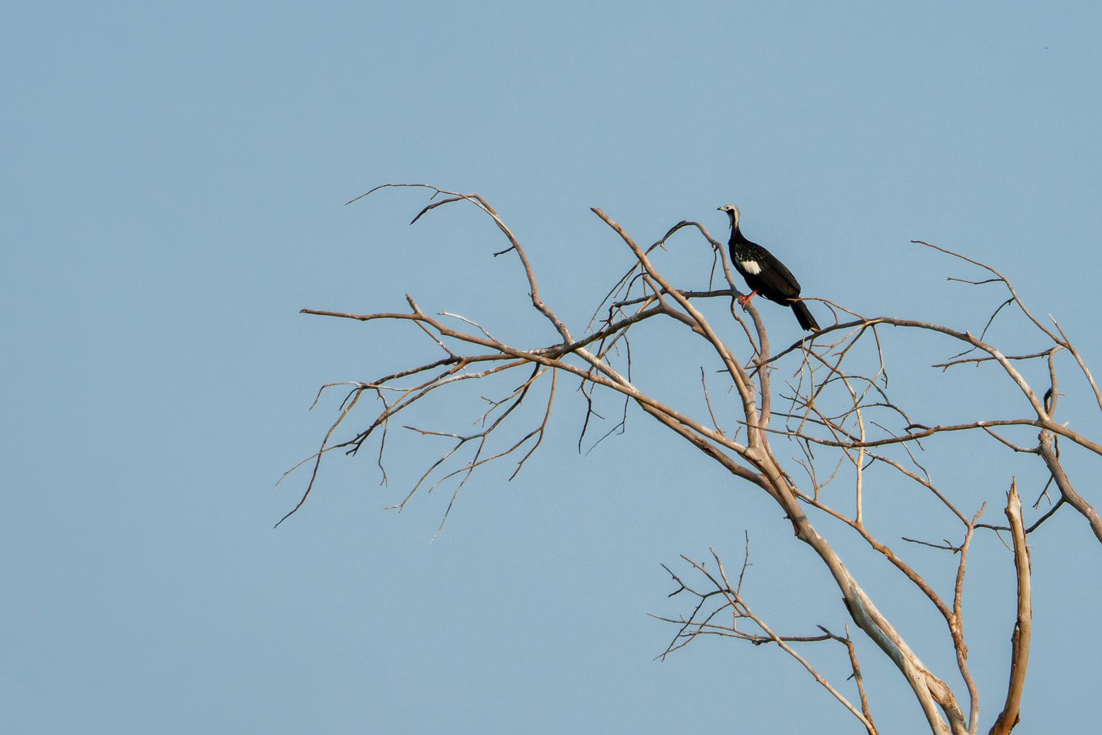 Birds of Pantanal – 2025
