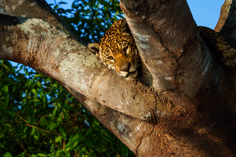 Pantanal Jaguars