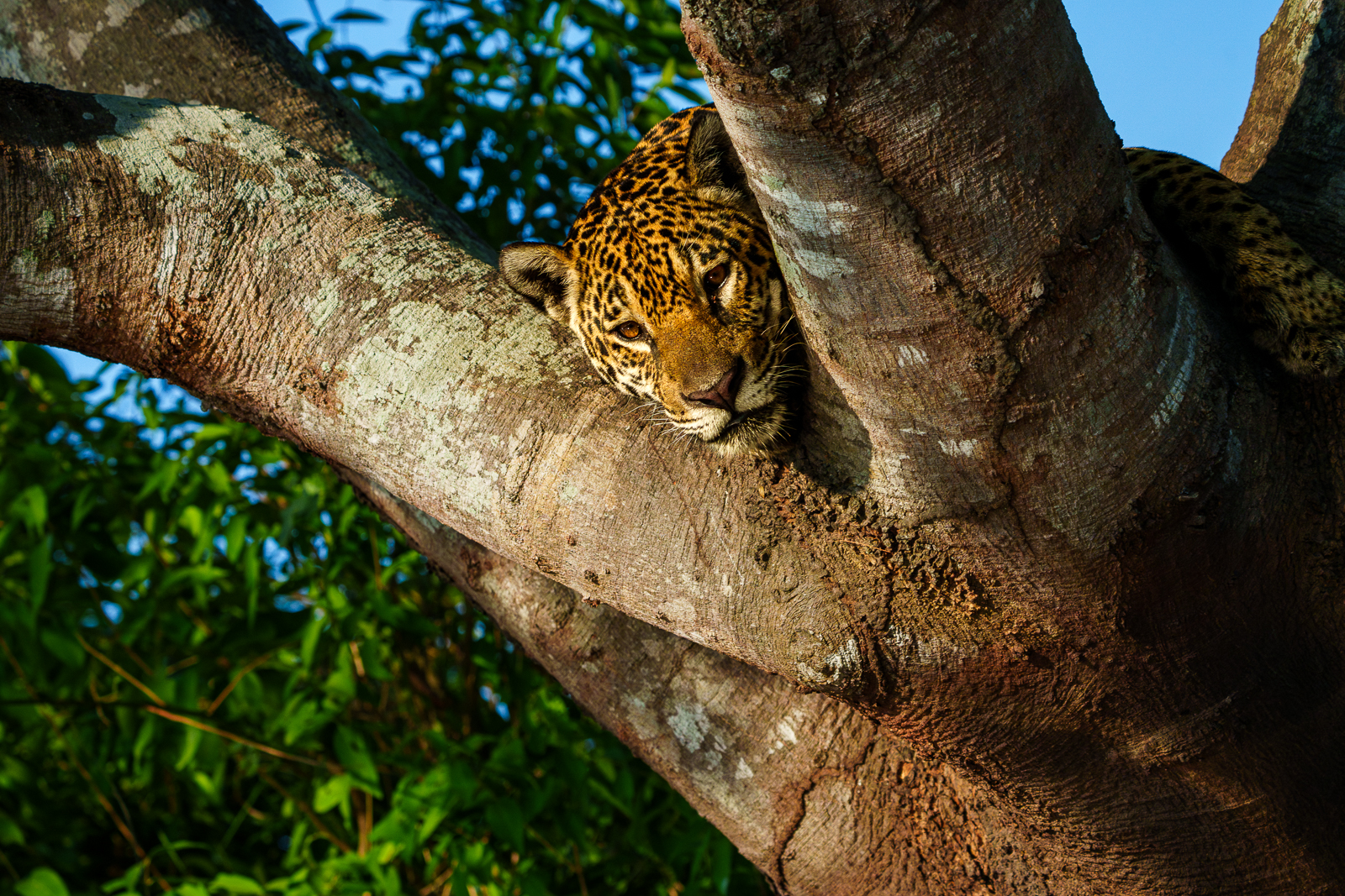 Pantanal Jaguars