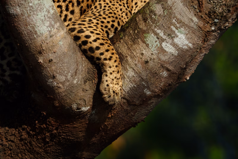 Pantanal Jaguars